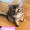 COPA ET CABANA A ADOPTER EN DUO OU SEUL SI DÉJÀ UN CHAT PRÉSENT CHEZ VOUS
