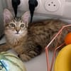 COPA ET CABANA A ADOPTER EN DUO OU SEUL SI DÉJÀ UN CHAT PRÉSENT CHEZ VOUS