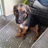 Kleine Paula sucht Familie