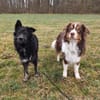 Wuschelkopf Cortesse sucht Familie