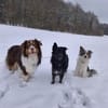 Wuschelkopf Cortesse sucht Familie