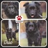 kleiner Mischling Duo sucht eine Familie