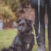 kleiner Mischling Duo sucht eine Familie
