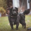 kleiner Mischling Duo sucht eine Familie