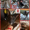 Kurt / Jack Malinois Mischling Rüde