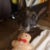 Kurt / Jack Malinois Mischling Rüde