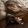 Kurt / Jack Malinois Mischling Rüde