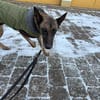 Kurt / Jack Malinois Mischling Rüde