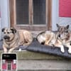 Kevin verschmuster Bär sucht sie