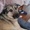 Kevin verschmuster Bär sucht sie