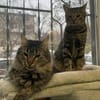 MENDOZA&ZORRO - suchen ihr Zuhause!