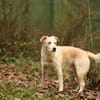 Tobi Labrador Mischling Rüde sucht Heim