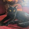Verschmuster Kater MOZAMBIQUE sucht Zuha