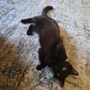 Verschmuster Kater MOZAMBIQUE sucht Zuha