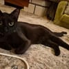Verschmuster Kater MOZAMBIQUE sucht Zuha