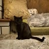 Verschmuster Kater MOZAMBIQUE sucht Zuha