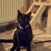 Verschmuster Kater MOZAMBIQUE sucht Zuha