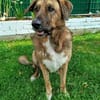 Maja sucht dringend ein neues Zuhause