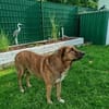 Maja sucht dringend ein neues Zuhause