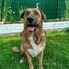Maja sucht dringend ein neues Zuhause