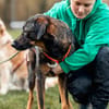 Scooby - sensibler Herzenshund