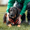Scooby - sensibler Herzenshund