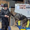 Scooby - sensibler Herzenshund