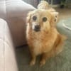 Lotti - Zuhause gesucht