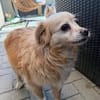 Lotti - Zuhause gesucht