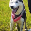AMARA - junge clevere Husky-Hündin