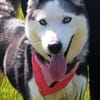 AMARA - junge clevere Husky-Hündin