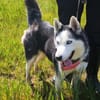 AMARA - junge clevere Husky-Hündin