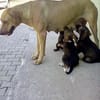 Das Leid unserer Hunde in der Türkei !