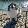 Oreo  kleiner Gentleman sucht Zuhause