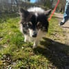 Oreo  kleiner Gentleman sucht Zuhause