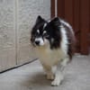 Oreo  kleiner Gentleman sucht Zuhause