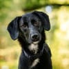 Sally - ist kein Hund für jeden
