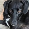 Sally - ist kein Hund für jeden