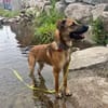 Niko sucht sein Körbchen für immer❣