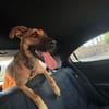 Niko sucht sein Körbchen für immer❣