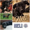 NELI *unkompliziertes Dackel Mix Mädchen