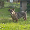 Pablo - Zuhause gesucht