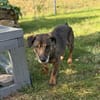 Pablo - Zuhause gesucht