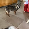 Pablo - Zuhause gesucht
