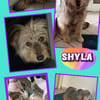 hübsche Shyla auf PS in 91247 Vorra