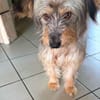 hübsche Shyla auf PS in 91247 Vorra