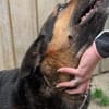 Traumhund Pluto sucht seine Familie