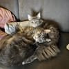 Nala und Murphy aus dem Tierschutz