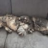Nala und Murphy aus dem Tierschutz