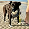 Hübsche Hündin, 5 Jahre